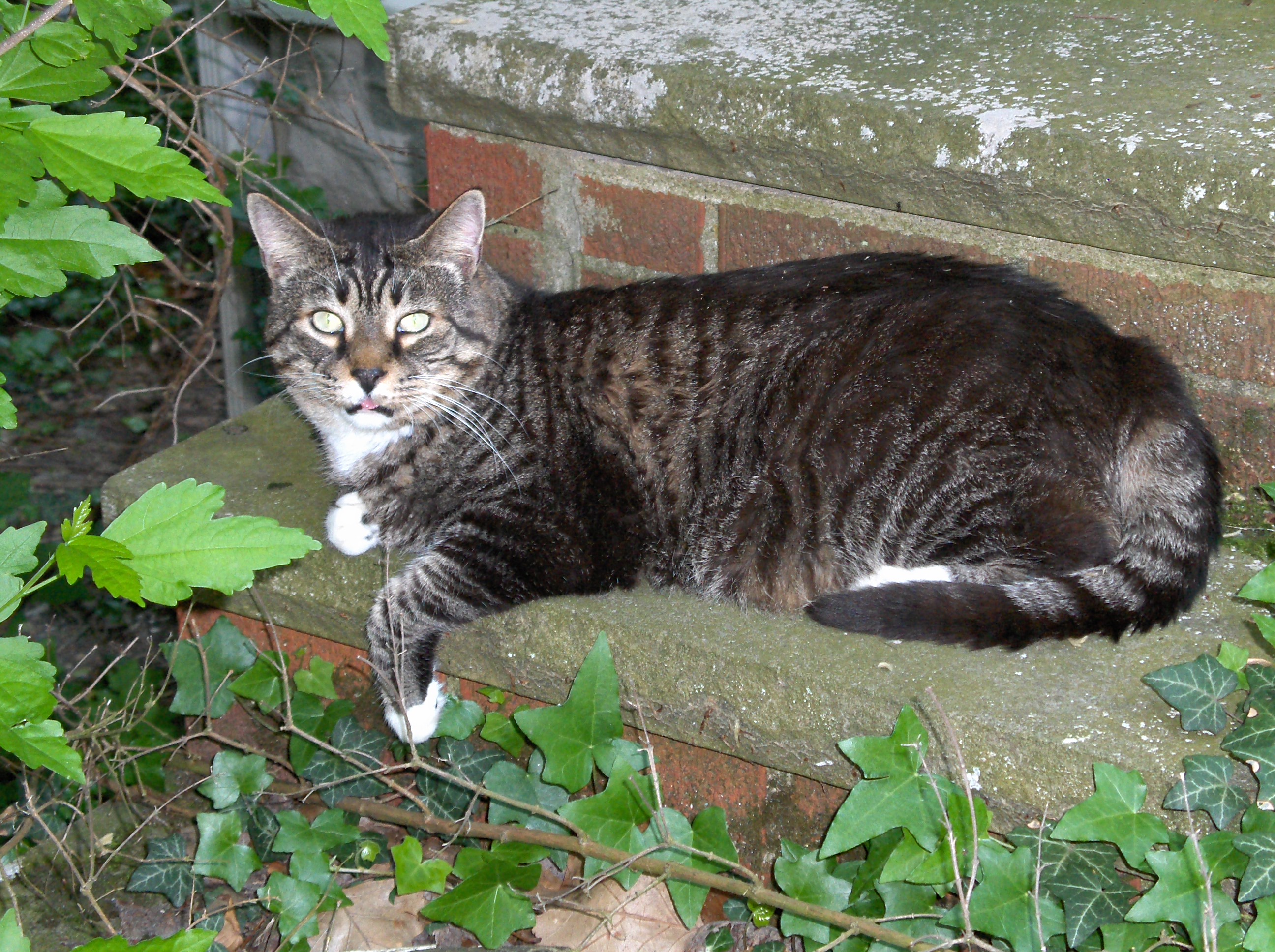 Cat Picture from camera